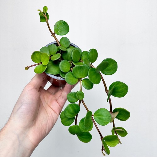 Peperomia tetraphylla Hope P9 #1