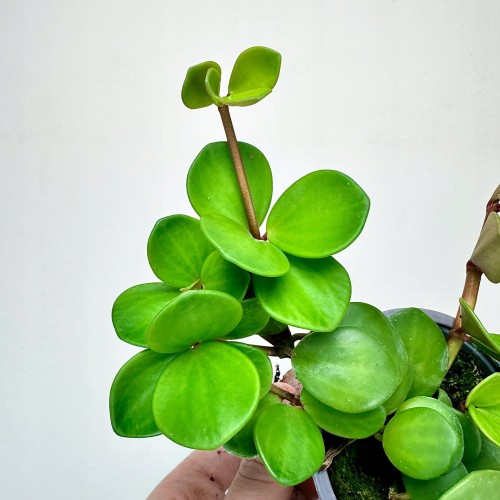 Peperomia tetraphylla Hope P9 #2