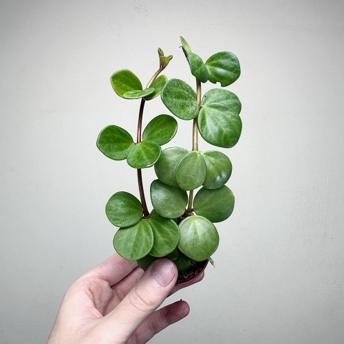 Peperomia tetraphylla Hope P6 #1