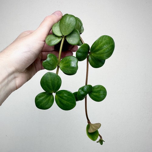 Peperomia tetraphylla Hope P6 #2