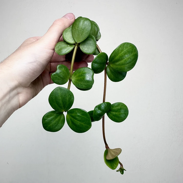 Peperomia tetraphylla Hope P6 #2