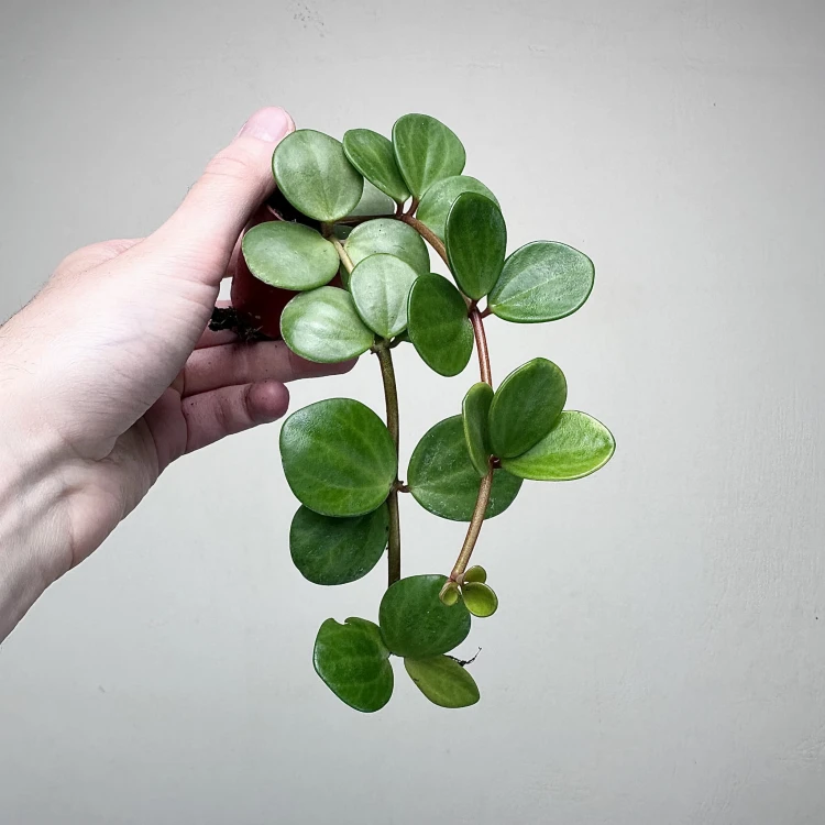 Peperomia tetraphylla Hope P6 #3
