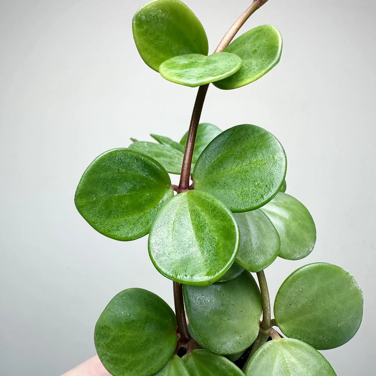 Peperomia tetraphylla Hope P6 #4
