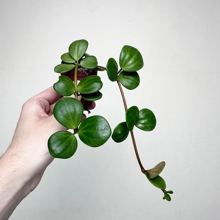 Peperomia tetraphylla Hope P6 #5