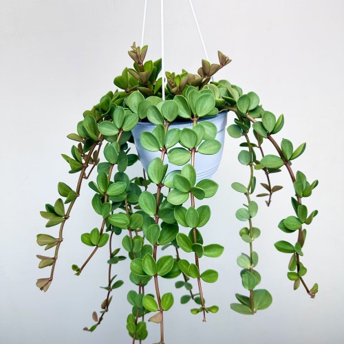 Peperomia tetraphylla Hope P17 wisząca #1