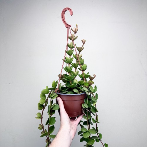Peperomia tetraphylla Hope P17 wisząca #2