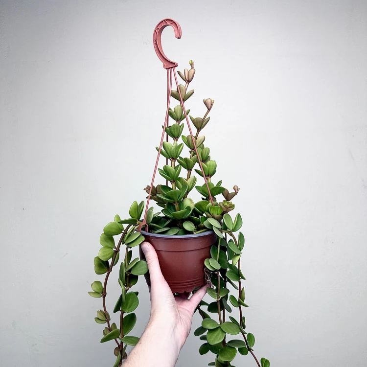Peperomia tetraphylla Hope P17 wisząca #2