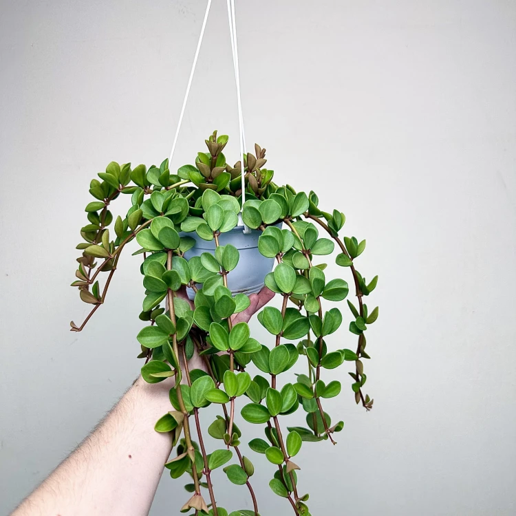 Peperomia tetraphylla Hope P17 wisząca #3