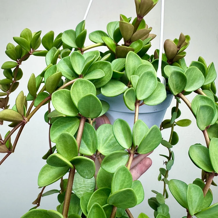 Peperomia tetraphylla Hope P17 wisząca #4