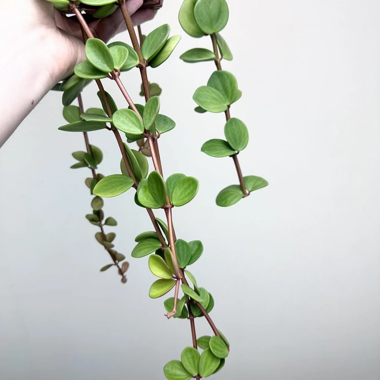 Peperomia tetraphylla Hope P17 wisząca #5