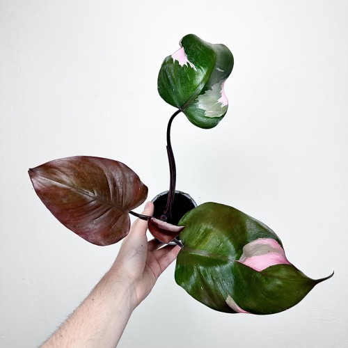 Philodendron Pink Princess Filodendron P9 #1