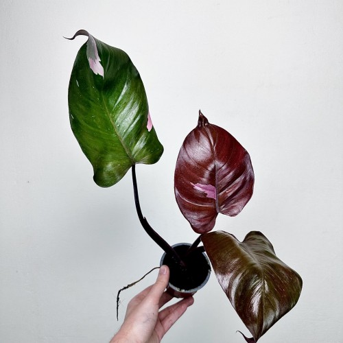 Philodendron Pink Princess Filodendron P9 #2
