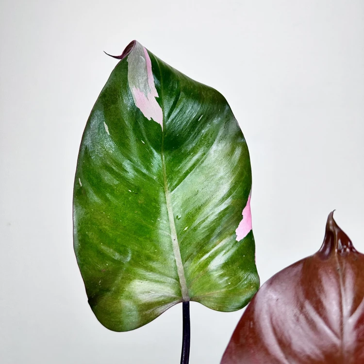 Philodendron Pink Princess Filodendron P9 #3