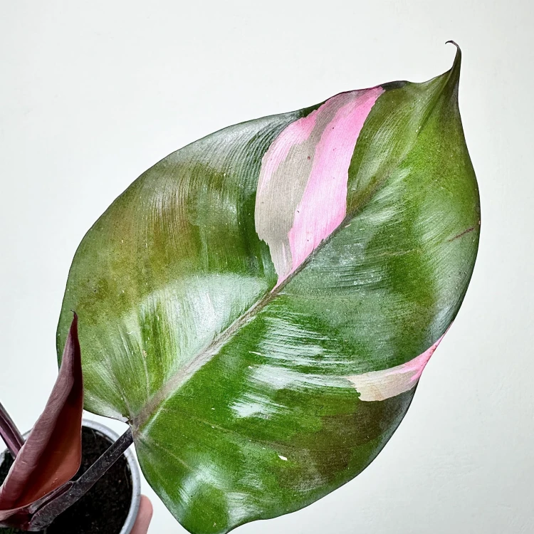 Philodendron Pink Princess Filodendron P9 #4