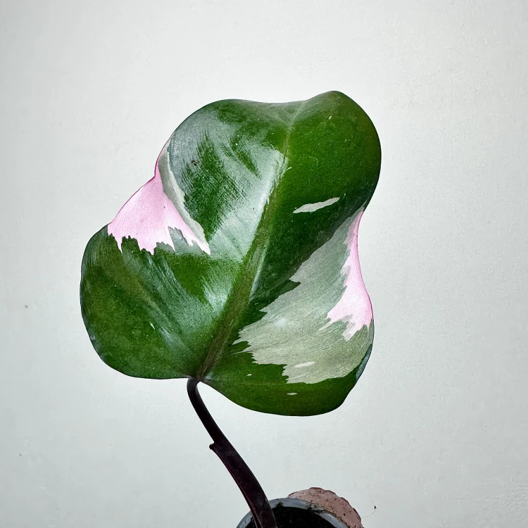 Philodendron Pink Princess Filodendron P9 #5