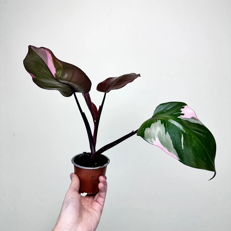 Philodendron Pink Princess Filodendron P9 #6