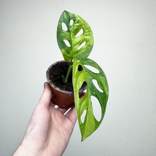 Monstera Adansonii Aurea Variegata P9 #1