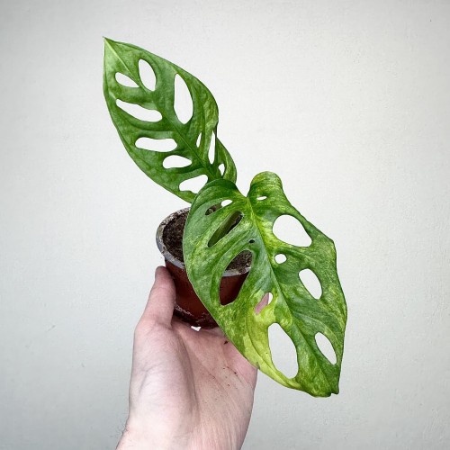 Monstera Adansonii Aurea Variegata P9 #2