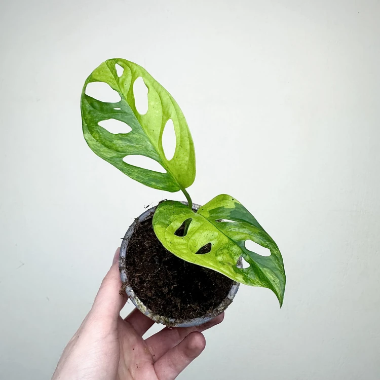 Monstera Adansonii Aurea Variegata P9 #3