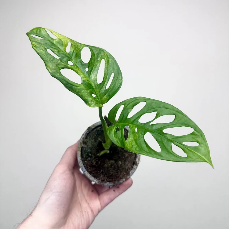 Monstera Adansonii Aurea Variegata P9 #4
