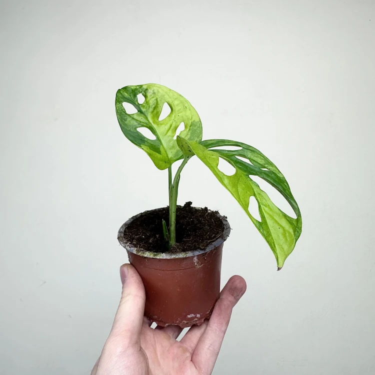 Monstera Adansonii Aurea Variegata P9 #5