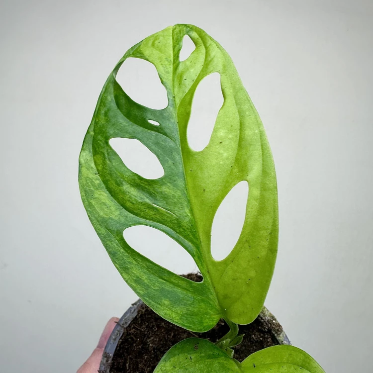 Monstera Adansonii Aurea Variegata P9 #6