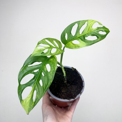 Monstera Adansonii Aurea Variegata P12 #1