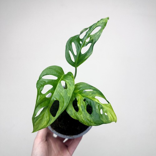 Monstera Adansonii Aurea Variegata P12 #2
