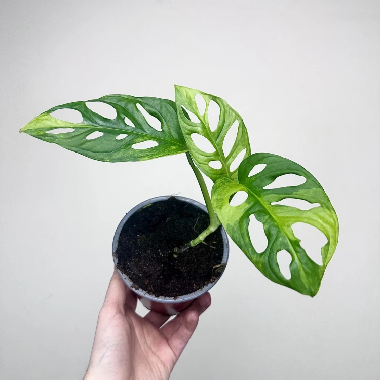 Monstera Adansonii Aurea Variegata P12 #3