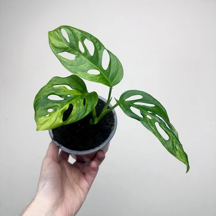 Monstera Adansonii Aurea Variegata P12 #4