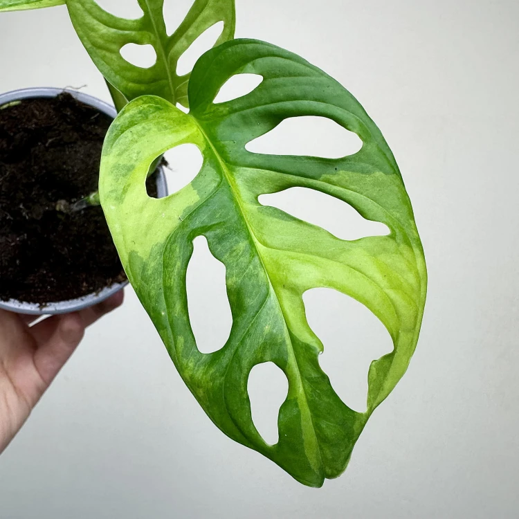 Monstera Adansonii Aurea Variegata P12 #5