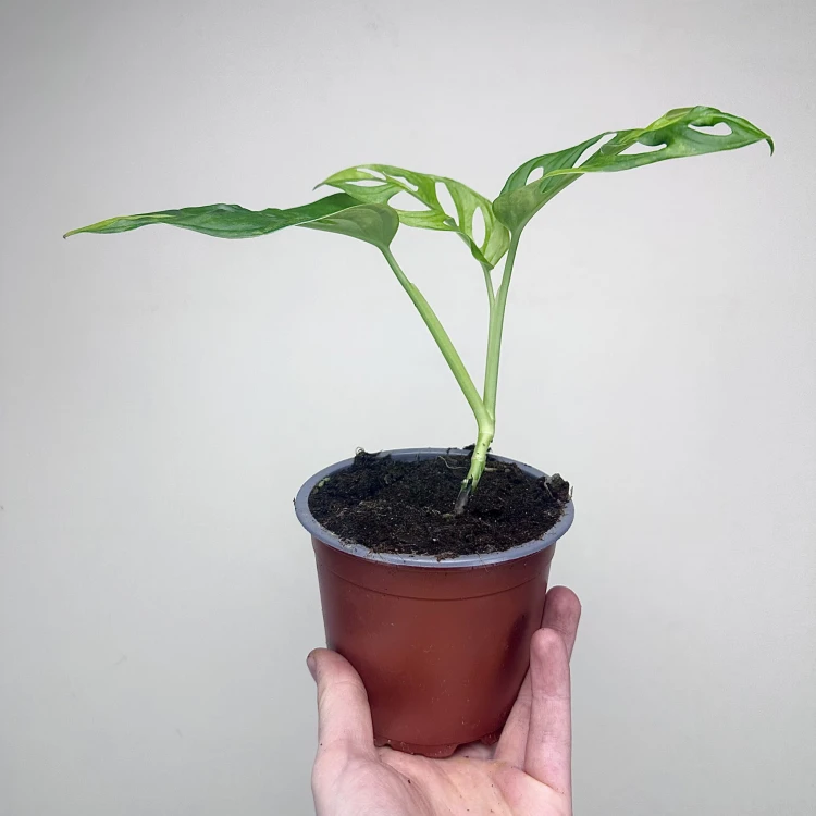 Monstera Adansonii Aurea Variegata P12 #6