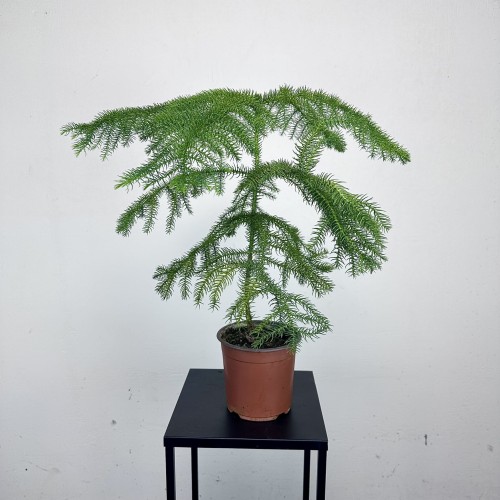 Araukaria Araucaria P14 #1