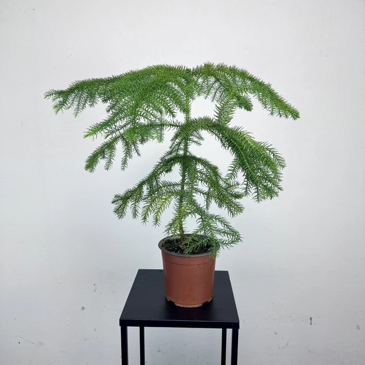 Araukaria Araucaria P14 #1