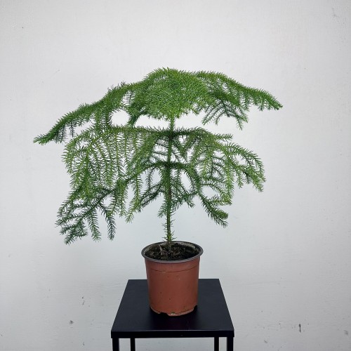 Araukaria Araucaria P14 #2