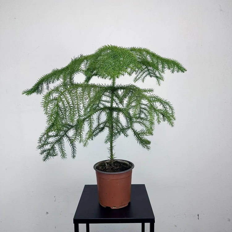 Araukaria Araucaria P14 #2