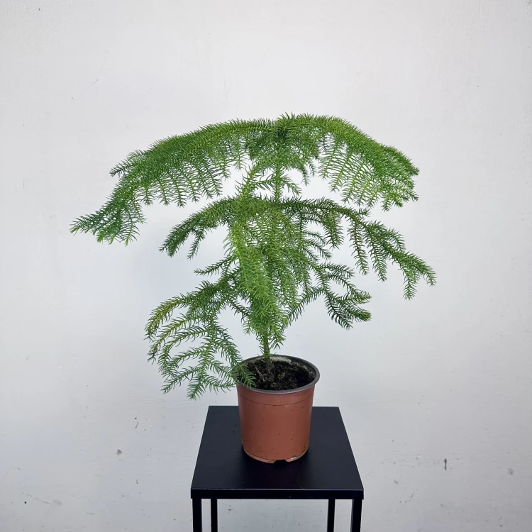 Araukaria Araucaria P14 #3