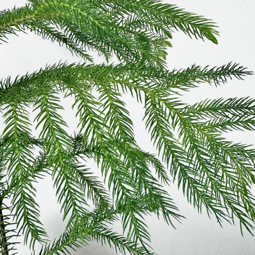 Araukaria Araucaria XXL #2