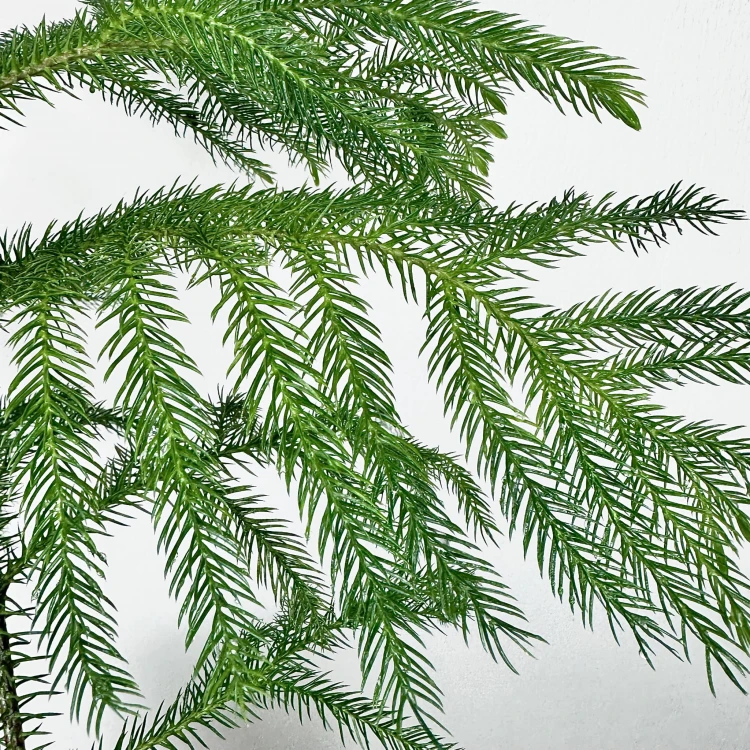 Araukaria Araucaria XXL #2