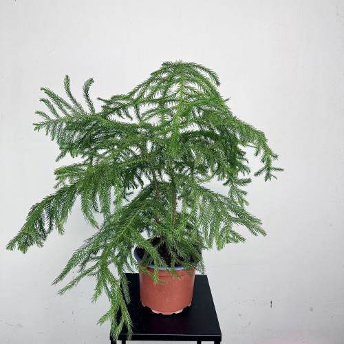 Araukaria Araucaria Podwójna P17 #1