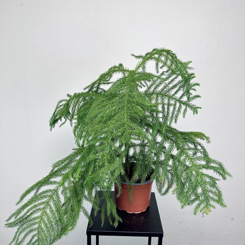 Araukaria Araucaria Podwójna P17 #2