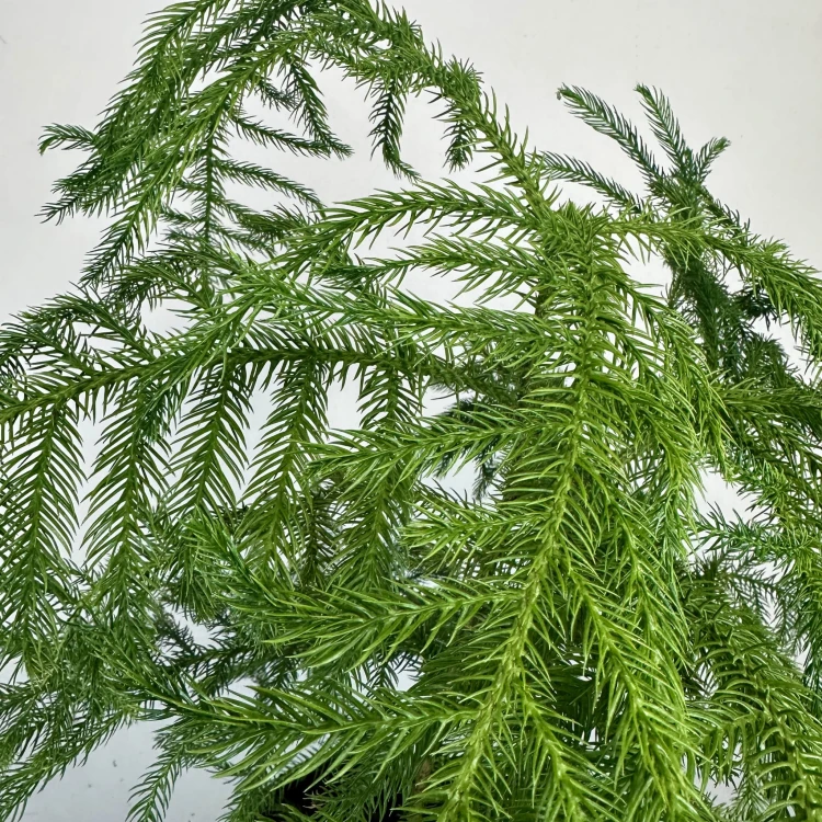 Araukaria Araucaria Podwójna P17 #3