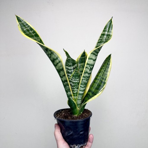 Sansevieria Futura Superba Sansewieria P12 #1