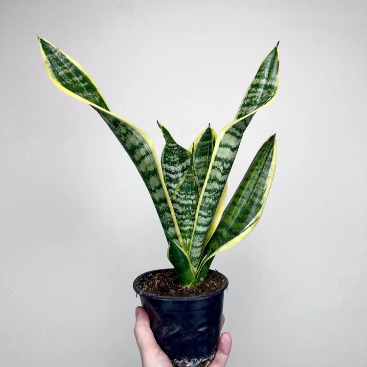 Sansevieria Futura Superba Sansewieria P12 #1