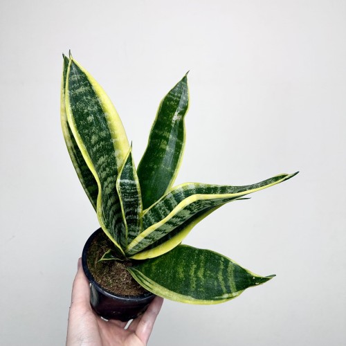 Sansevieria Futura Superba Sansewieria P12 #2