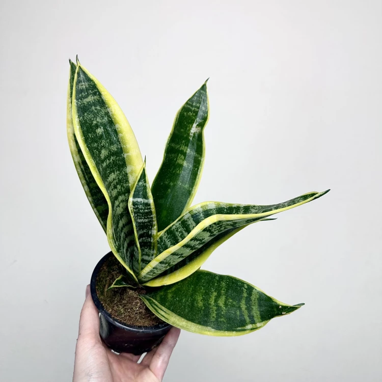 Sansevieria Futura Superba Sansewieria P12 #2