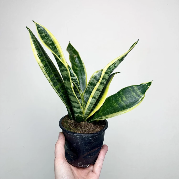 Sansevieria Futura Superba Sansewieria P12 #3