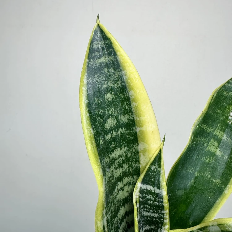 Sansevieria Futura Superba Sansewieria P12 #4