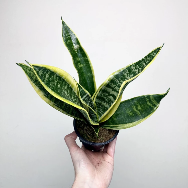 Sansevieria Futura Superba Sansewieria P12 #5