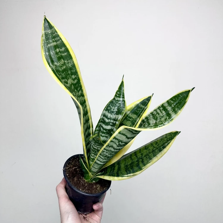 Sansevieria Futura Superba Sansewieria P12 #6
